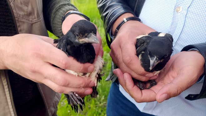 Kars'ta öğrencilerin bulduğu saksağan yavruları tedaviye alındı