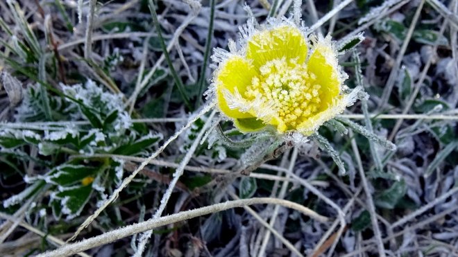 Sarıkamış'ta baharda bitki ve araçları kırağı kapladı