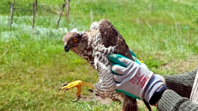 Kars'ta yaralı bulunan atmaca tedaviye alındı