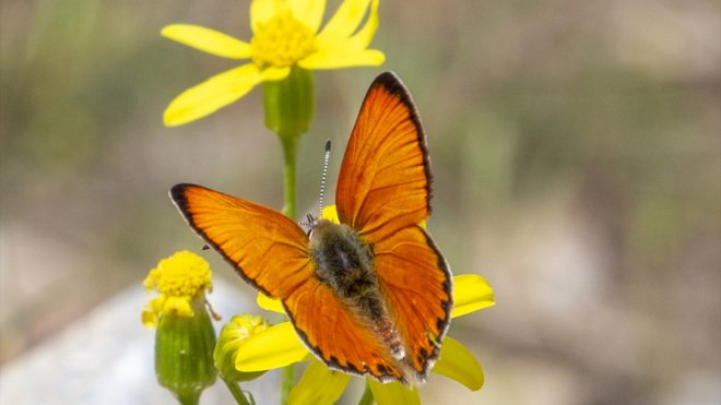 Malatya'da Beydağı etekleri kelebek vadisine dönüştü