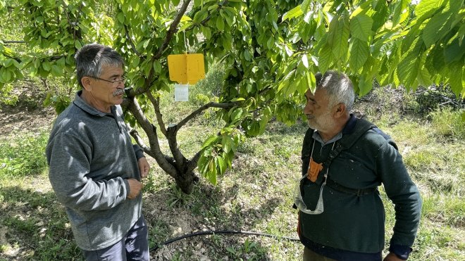 Depremzede kiraz üreticilerine zirai ilaç desteği