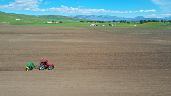 MUŞ - 10 dönüm alana karabuğday ekimi yapıldı1