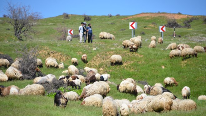 Sonbaharda sıcak bölgelere giden Muşlu besicilerin dönüş yolculuğu başladı