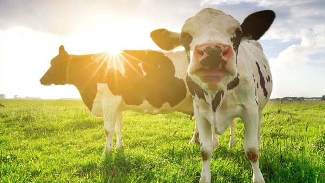 Trouw Nutrition'dan "ortalamanın üzerine çıkan sıcaklıklar hayvanları olumsuz etkiliyor" uyarısı: