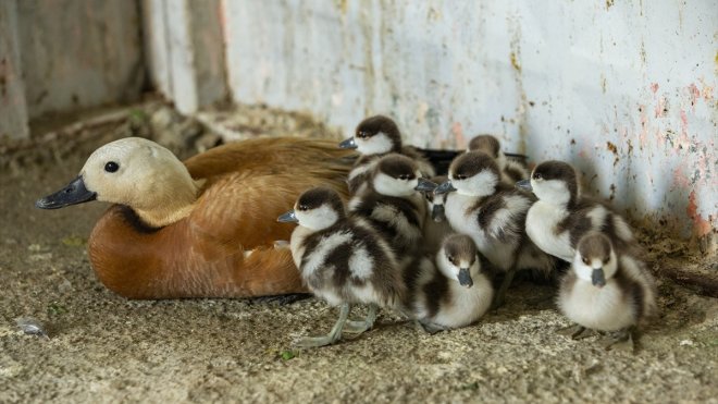 Tunceli'de bitkin halde bulunan angıt ve yavruları doğaya salındı