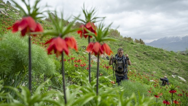 Tunceli'nin dağlarında ters lalelerin manzarası eşliğinde doğa gezisi yapıyorlar