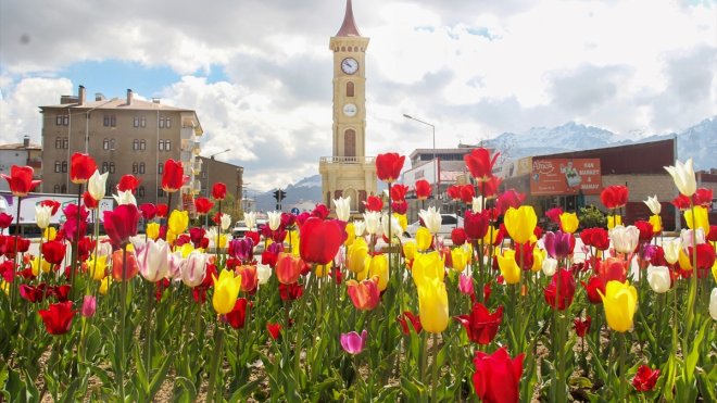 Van'da ekilen laleler park ve bahçeleri renklendirdi