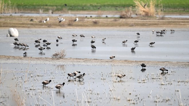 Van Gölü Havzası'nda göçmen kuş hareketliliği arttı