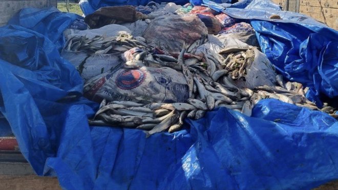 Van'da kaçak avlanan 12 ton inci kefali ele geçirildi