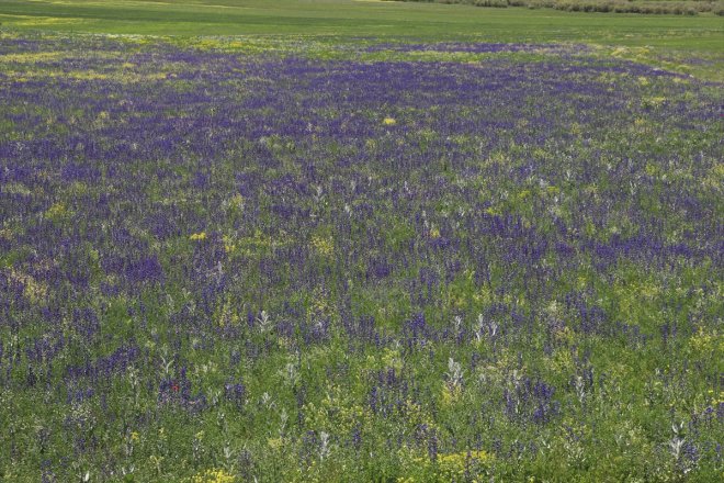 AĞRI (DRON) bahar çevresinde renkleri Murat - Nehri