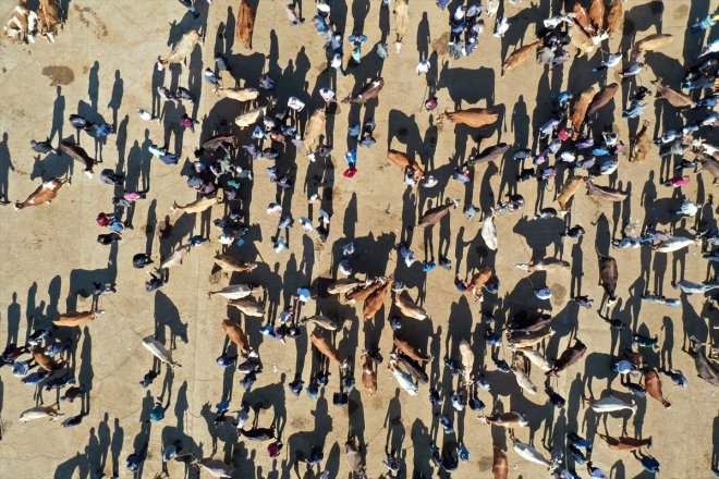 Ağrı Hayvan Borsası