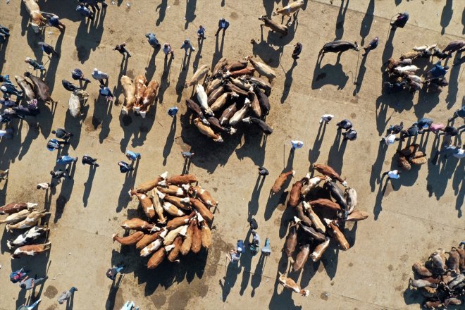 Kurban yaşanıyor Hayvan Ağrı Bayramı yoğunluğu Borsası