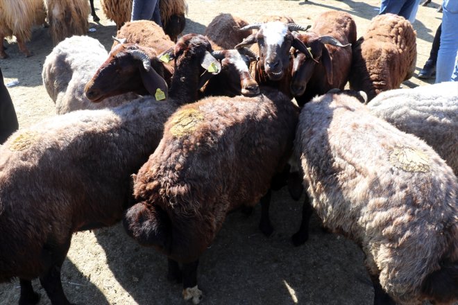 yaşanıyor Kurban Borsası