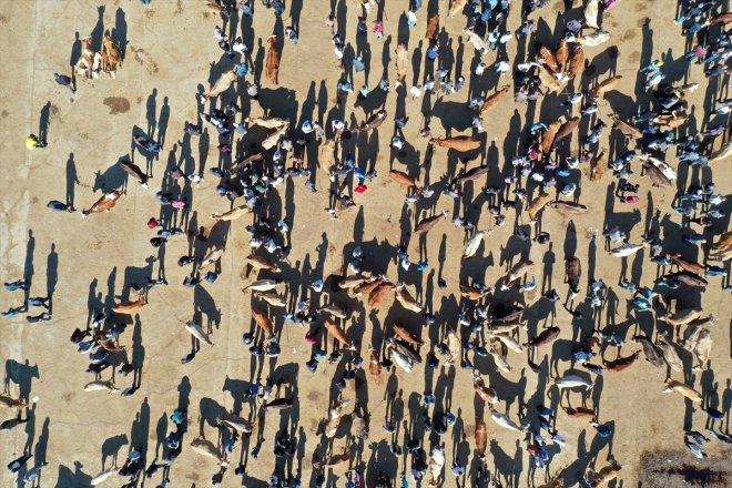 Bayramı Hayvan Kurban Borsası