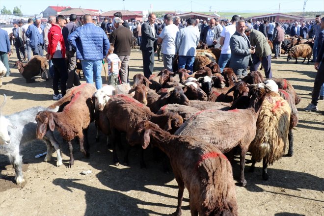 Ağrı yaşanıyor Hayvan yoğunluğu Kurban Borsası