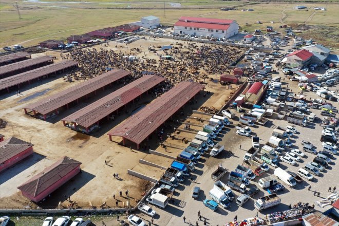 Kurban yoğunluğu Ağrı yaşanıyor Hayvan Borsası
