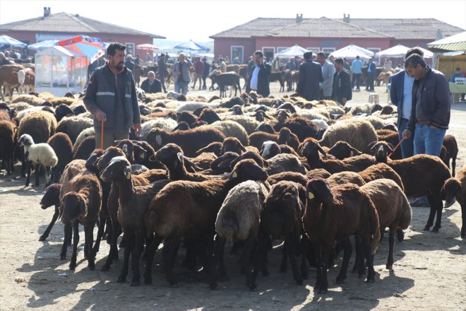 Ağrı'daki hayvan borsasında Kurban Bayramı hareketliliği yaşanıyor