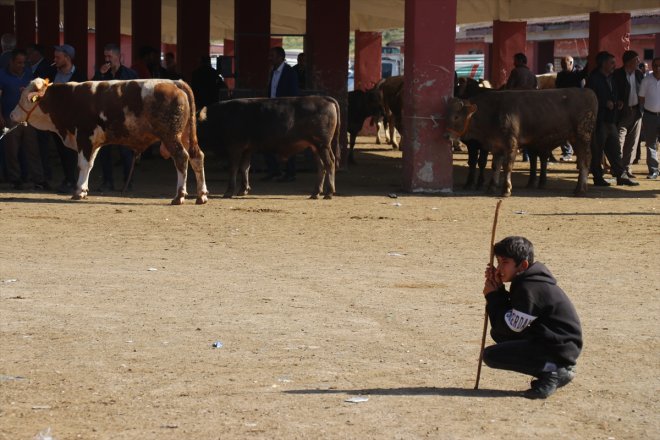 borsasında Hayvan hareketliliği Bayramı AĞRI yaşanıyor - Kurban 3