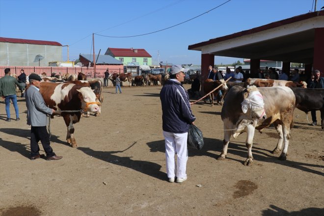 Kurban - yaşanıyor Hayvan AĞRI Bayramı borsasında hareketliliği 4