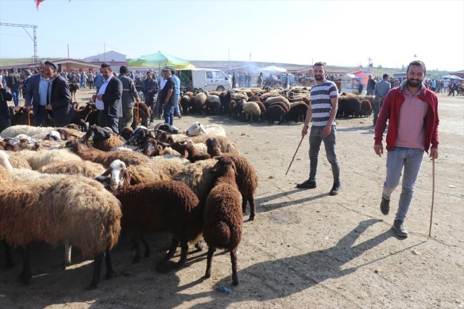 hareketliliği Bayramı yaşanıyor Kurban - Hayvan borsasında AĞRI 5