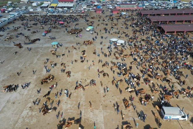 yaşanıyor Kurban Bayramı - Hayvan borsasında AĞRI hareketliliği 7