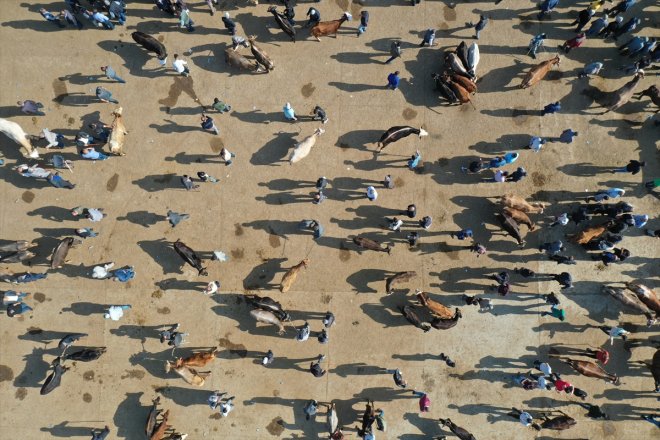 AĞRI - Bayramı Hayvan hareketliliği borsasında yaşanıyor Kurban 8