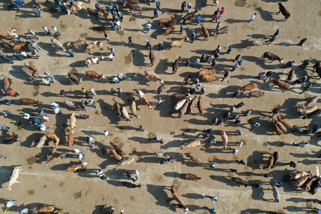 borsasında Bayramı yaşanıyor AĞRI - Kurban hareketliliği Hayvan 10