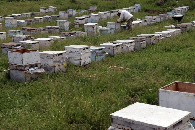 Yağışlarla bereketlenen yaylalarda geven balı mesaisi başladı