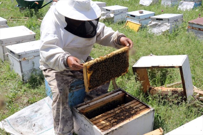 mesaisi - Yağışlarla balı yaylalarda başladı geven AĞRI bereketlenen 12