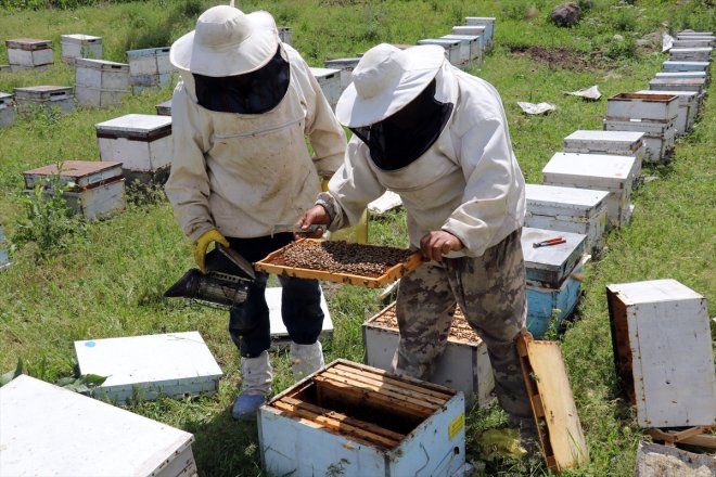 mesaisi bereketlenen - balı geven yaylalarda başladı Yağışlarla AĞRI 15