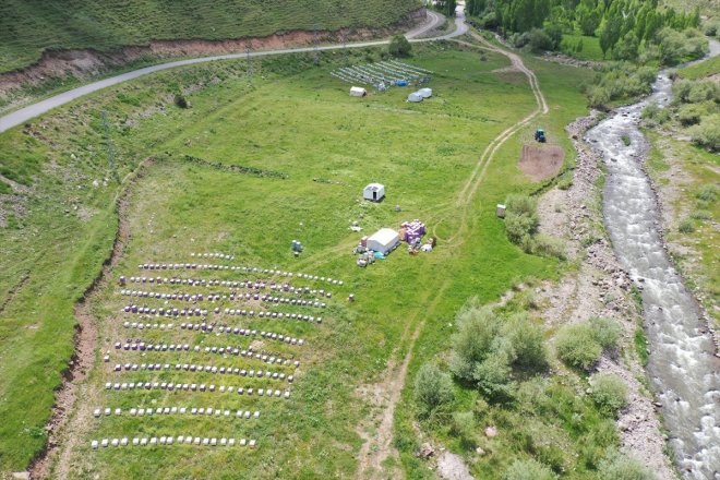 Yağışlarla balı AĞRI mesaisi başladı - yaylalarda bereketlenen geven 16