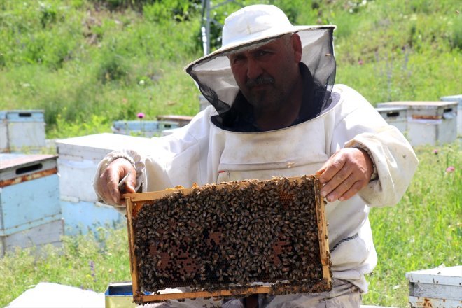 yaylalarda bereketlenen mesaisi geven AĞRI - balı başladı Yağışlarla 17