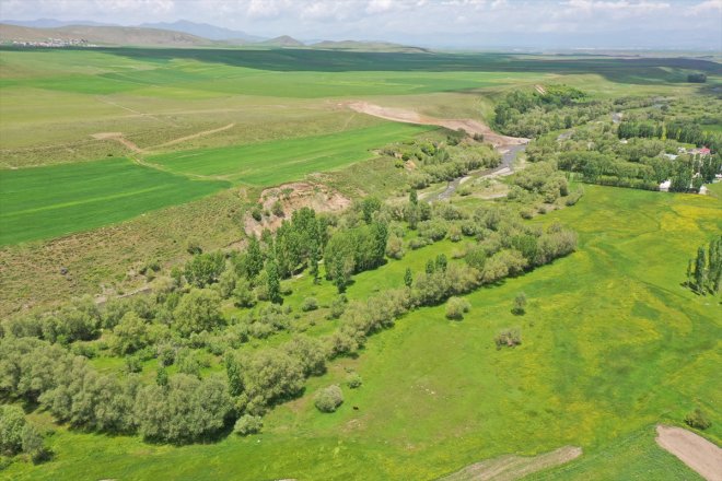 balı Yağışlarla bereketlenen mesaisi AĞRI başladı yaylalarda geven - 18