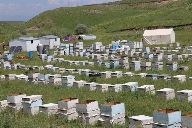 yaylalarda bereketlenen başladı mesaisi geven balı - AĞRI Yağışlarla 19