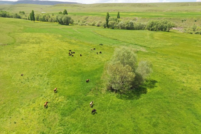 geven başladı balı Yağışlarla AĞRI yaylalarda - bereketlenen mesaisi 22