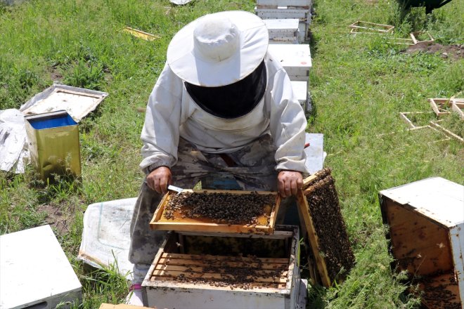 geven başladı mesaisi bereketlenen - AĞRI balı Yağışlarla yaylalarda 25