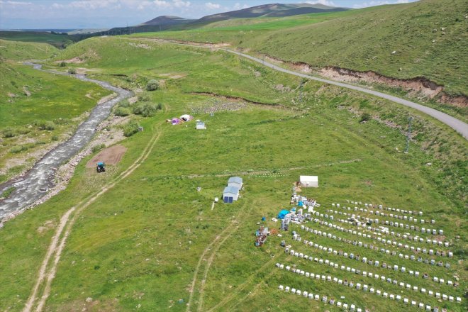 - mesaisi AĞRI başladı yaylalarda Yağışlarla bereketlenen balı geven 26