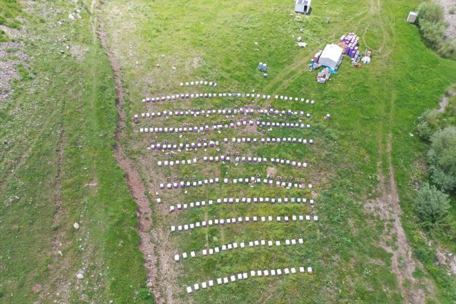 - yaylalarda geven bereketlenen AĞRI balı başladı mesaisi Yağışlarla 27