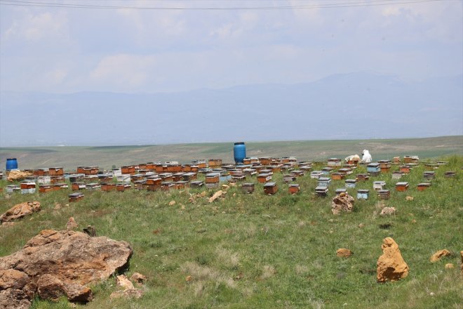 bereketlenen mesaisi balı geven Yağışlarla başladı AĞRI yaylalarda - 28