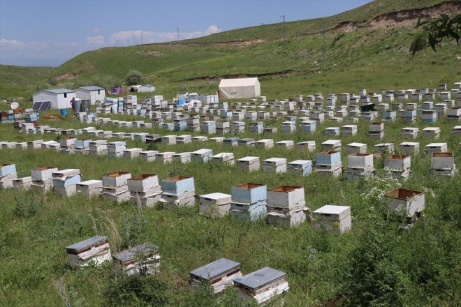 balı mesaisi AĞRI - geven başladı Yağışlarla bereketlenen yaylalarda 29