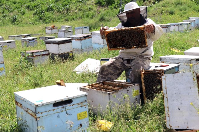 AĞRI bereketlenen başladı mesaisi balı yaylalarda geven - Yağışlarla 10