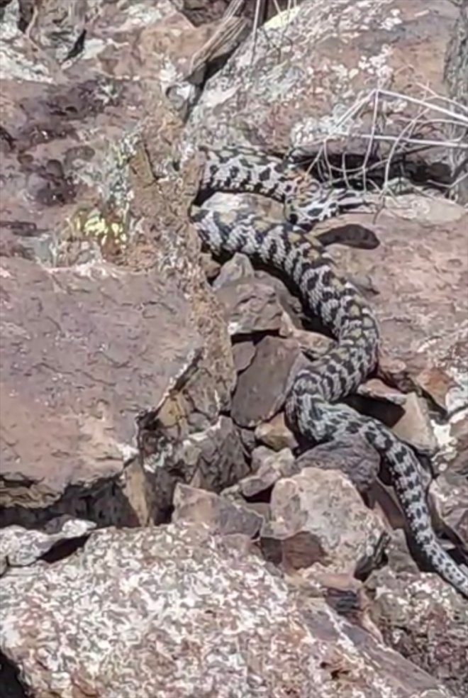 Ağrı'da zehirli yılan türlerinden Wagner engereği görüntülendi