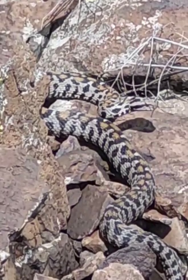 Wagner yılan türlerinden - görüntülendi AĞRI Zehirli engereği 2
