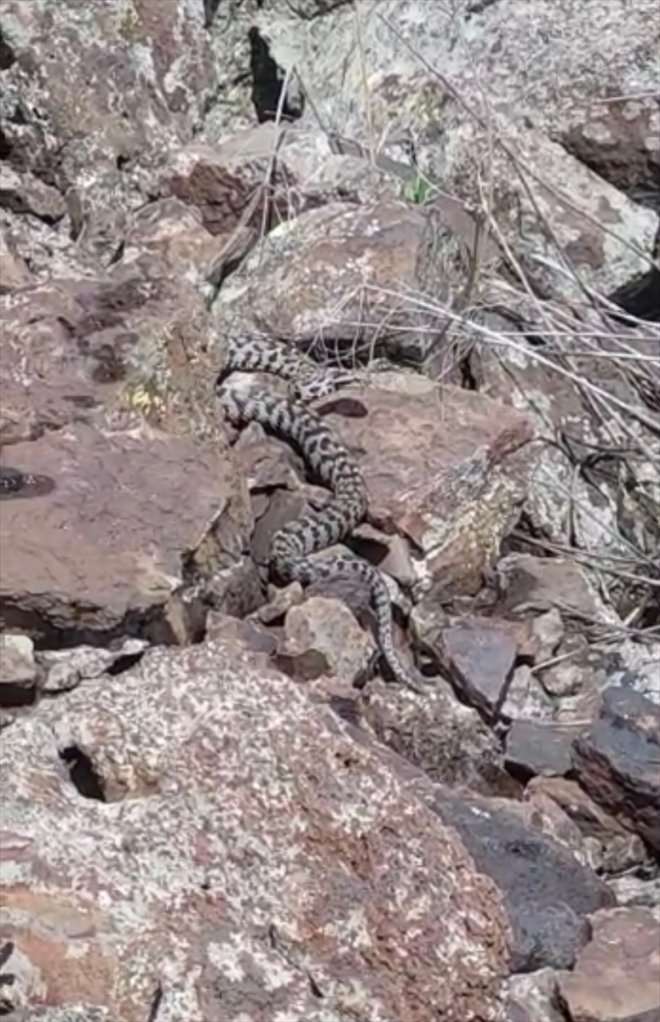yılan - Wagner türlerinden AĞRI Zehirli engereği görüntülendi 3