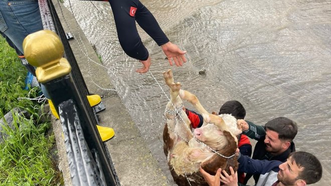 Ardahan'da Kura Nehri'ne düşen buzağı kurtarıldı