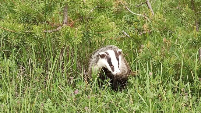 Ardahan'da tedavisi tamamlanan porsuk doğaya bırakıldı