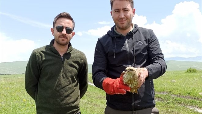 Ardahan'da yaralı bulunan kızıl şahin tedavi edildi