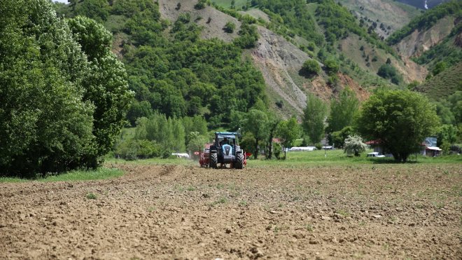 BİNGÖL - Asırlık ata tohumuyla Yedisu horoz kuru fasulyesinin ekimine başlandı1