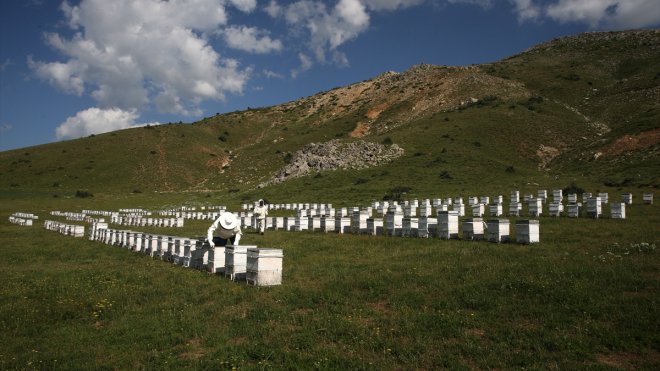 Bitlis balı Londra'daki yarışmada "Altın Bal" ödülünü aldı