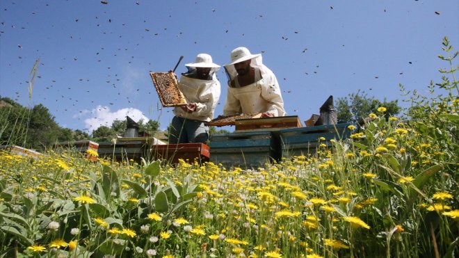 BİTLİS - Gezgin arıcılar, Hizan